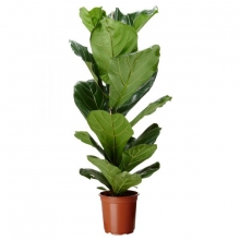Фикус Лирата (Ficus Lyrata) D12