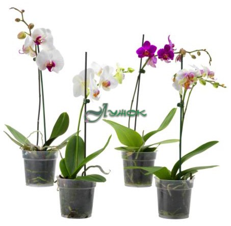 Орхидея Фаленопсис h-100см